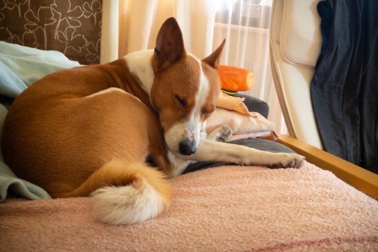 découvrez les meilleures races de chiens parfaitement adaptées aux personnes vivant seules. apprenez comment un compagnon canin peut transformer votre quotidien, apporter de la joie et renforcer votre bien-être.