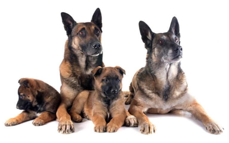 découvrez notre sélection de petits chiens parfaits pour les seniors. ces compagnons fidèles et affectueux sont idéaux pour apporter joie et confort à votre quotidien. profitez des bienfaits d'un ami à quatre pattes adapté à votre mode de vie!