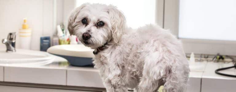 découvrez comment le choix d'un chien pour seniors peut enrichir la vie quotidienne : compagnons fidèles, facilité d'entretien et activités adaptées, pour une relation harmonieuse et bénéfique.